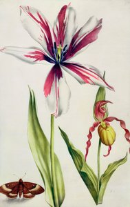 Orquídea, Tulipa e Borboleta, c.1675 (guache sobre velino)